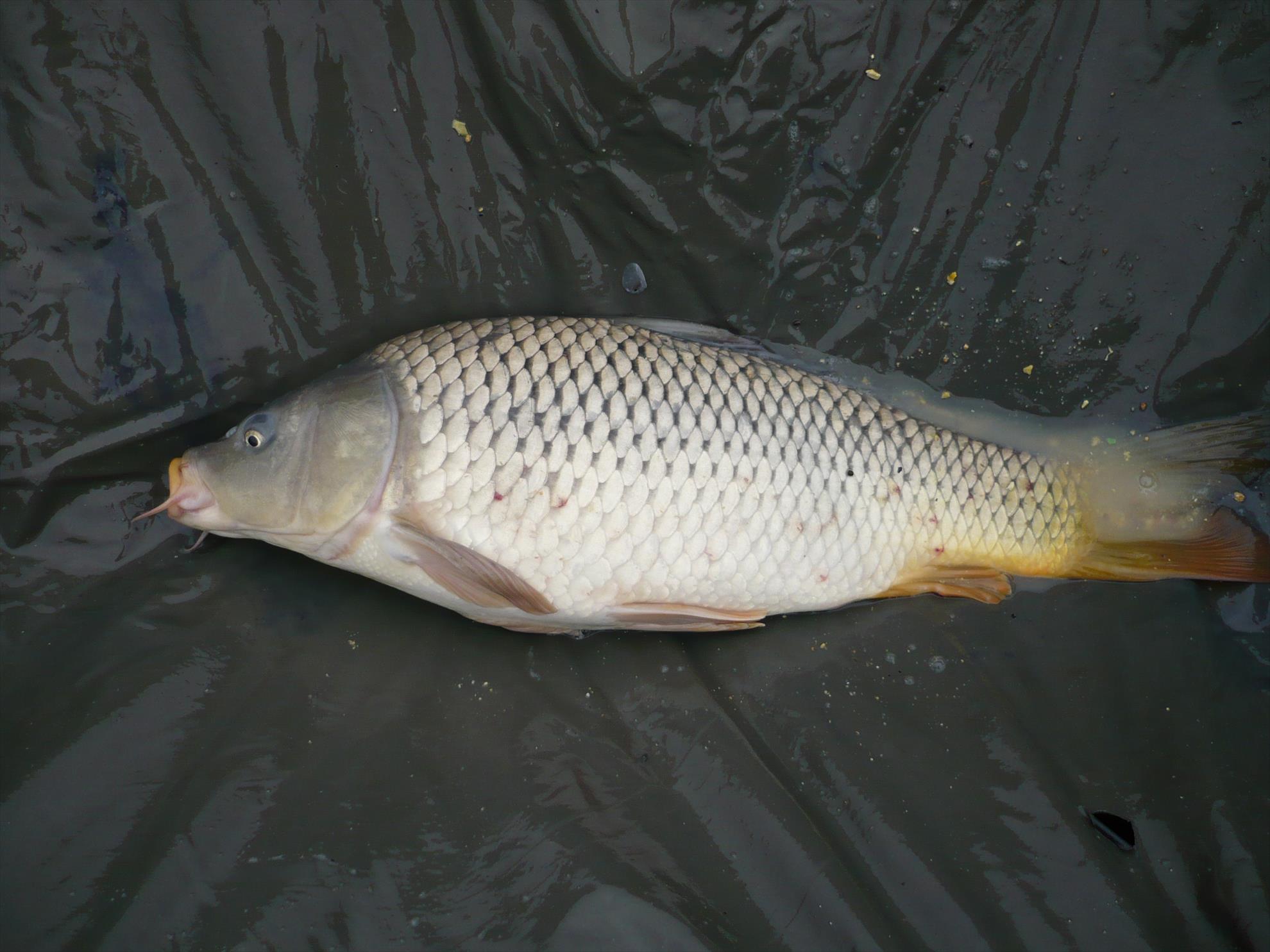 MV2 - 13.NOI.2013 - p1010922.JPG